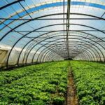 Polyhouse Farming