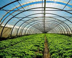 Polyhouse Farming